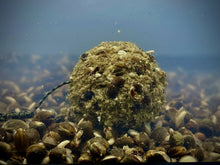 LK Baits Nutrigo Balance Particle Hemp Kelp 200ml, 20 mm